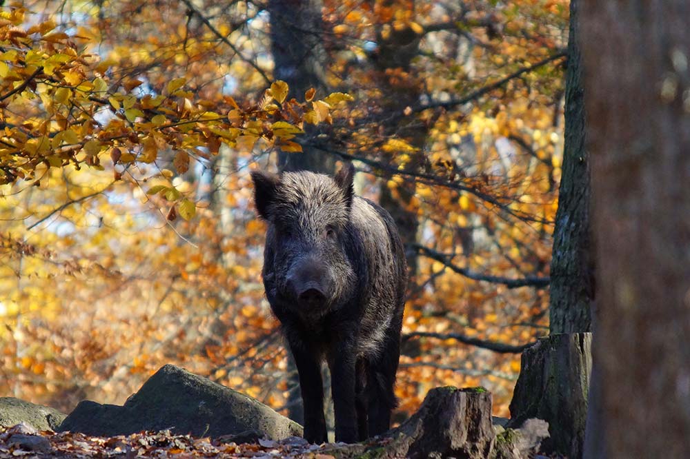 Vildsvin i höstfärgad skog.